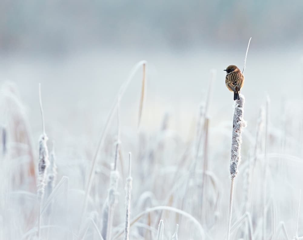 Winter Bird On Frosted Reeds by Stuart Williams — canvas wall art