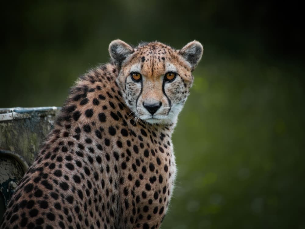Wild Cheetah Portrait by Mathilde Guillemot — canvas wall art