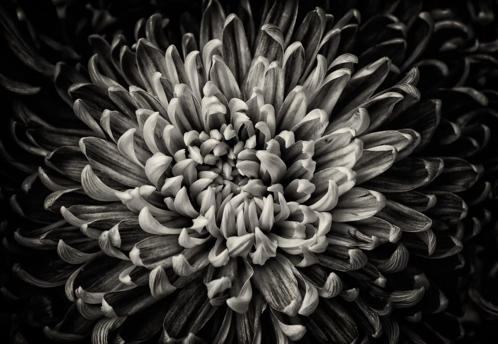 Intricate Chrysanthemum Bloom by Yiannis Logiotatides — canvas wall art