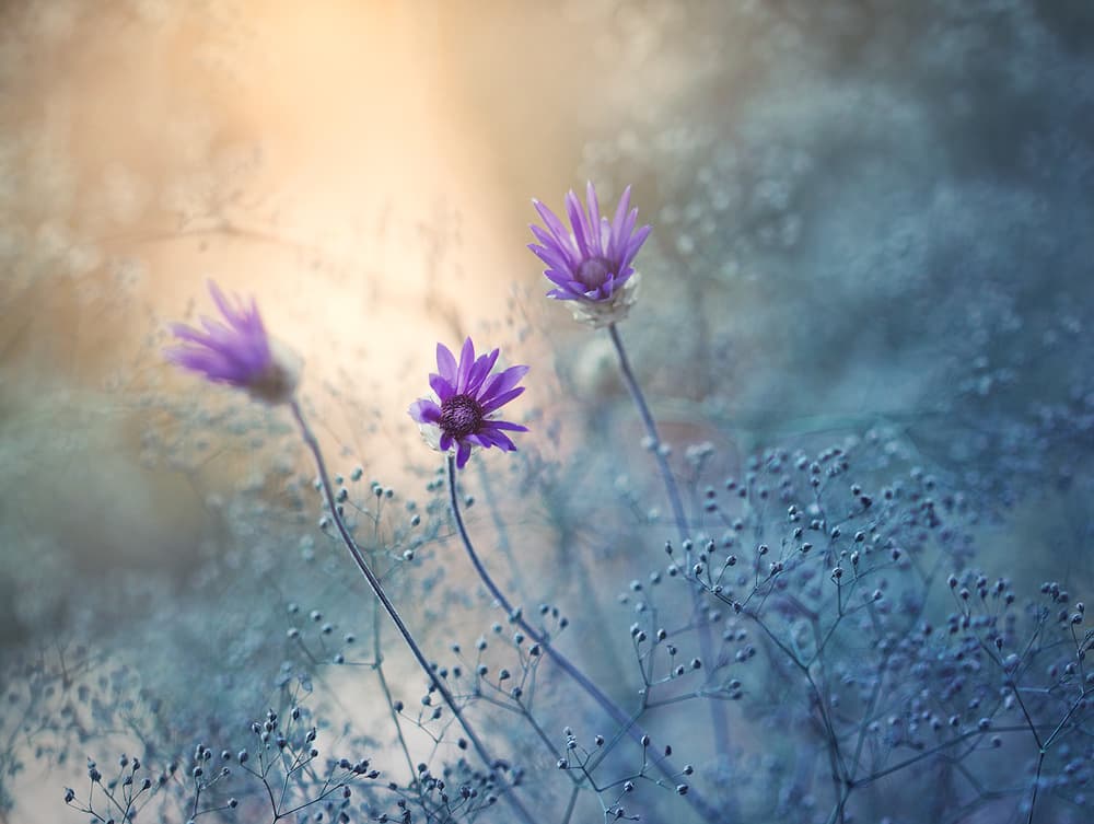 Dreamy Purple Flowers by Dimitar Lazarov - Dim — canvas wall art