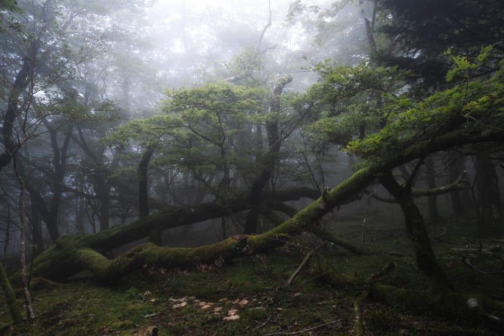 Mysterious Mossy Woods by Syunsuke Narita — canvas wall art