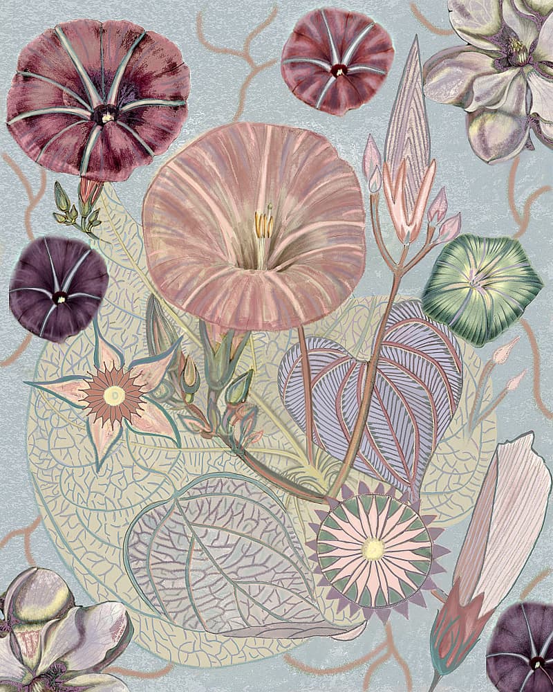 Delicate Morning Glories by giovanna nicolo — canvas wall art