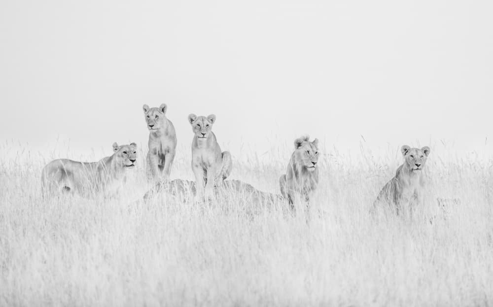 Grayscale Savanna Lions by MIN LI — canvas wall art