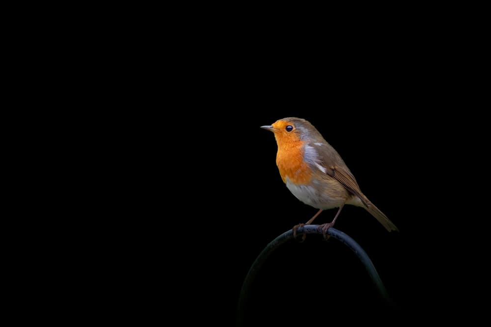 Orange Robin Perched by Hardik Pandya — canvas wall art