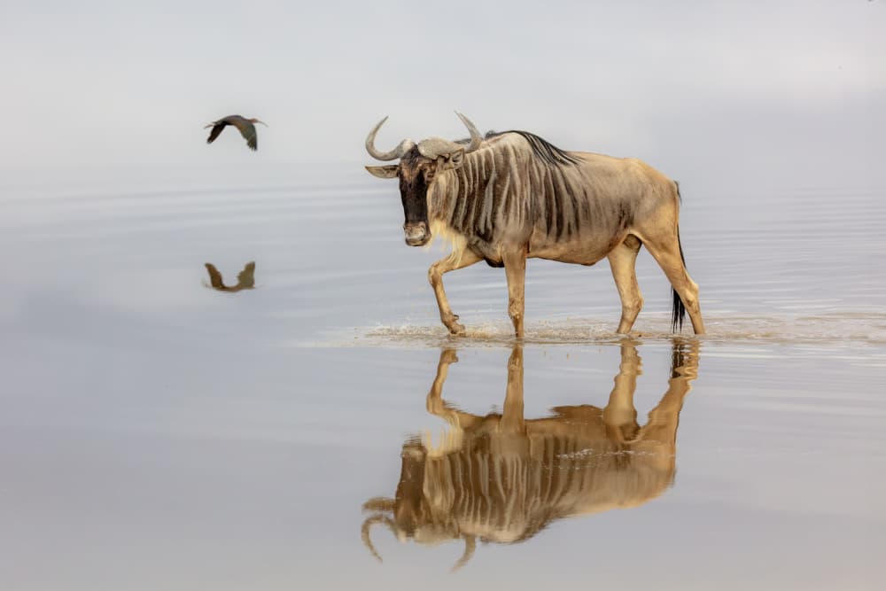 Serene Wildebeest Reflection by Linda D Lester — canvas wall art