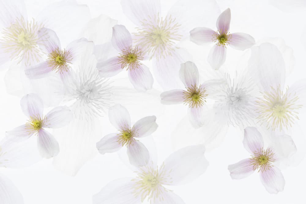 Soft Pink Clematis by brigitte van krimpen — canvas wall art