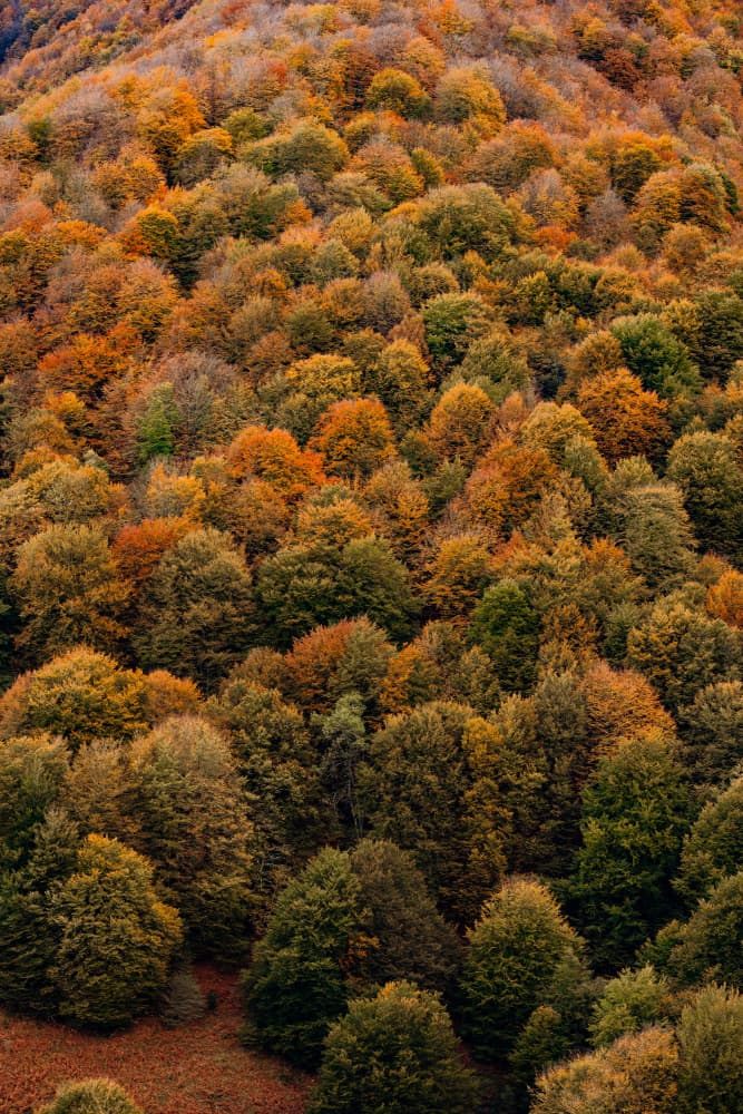 Vibrant Autumn Forest by Javier Pardina — canvas wall art