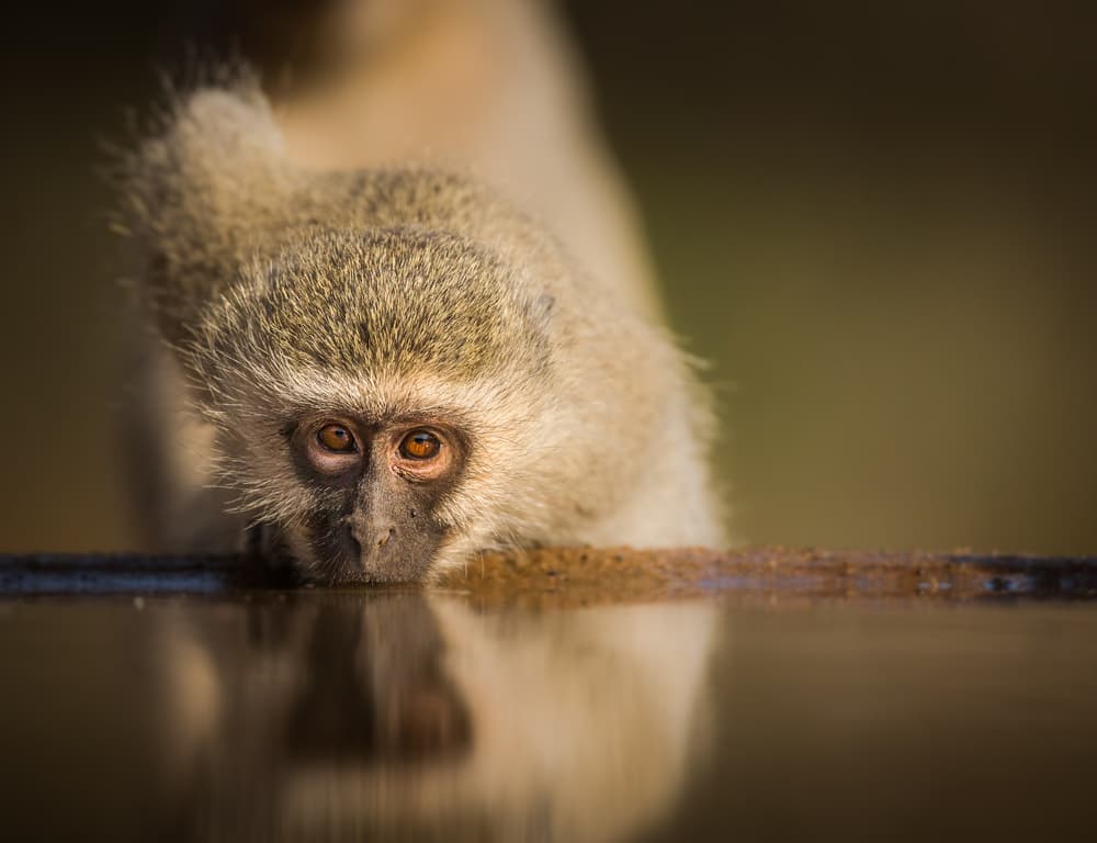 Observant Monkey Reflection by Jaco Marx — canvas wall art