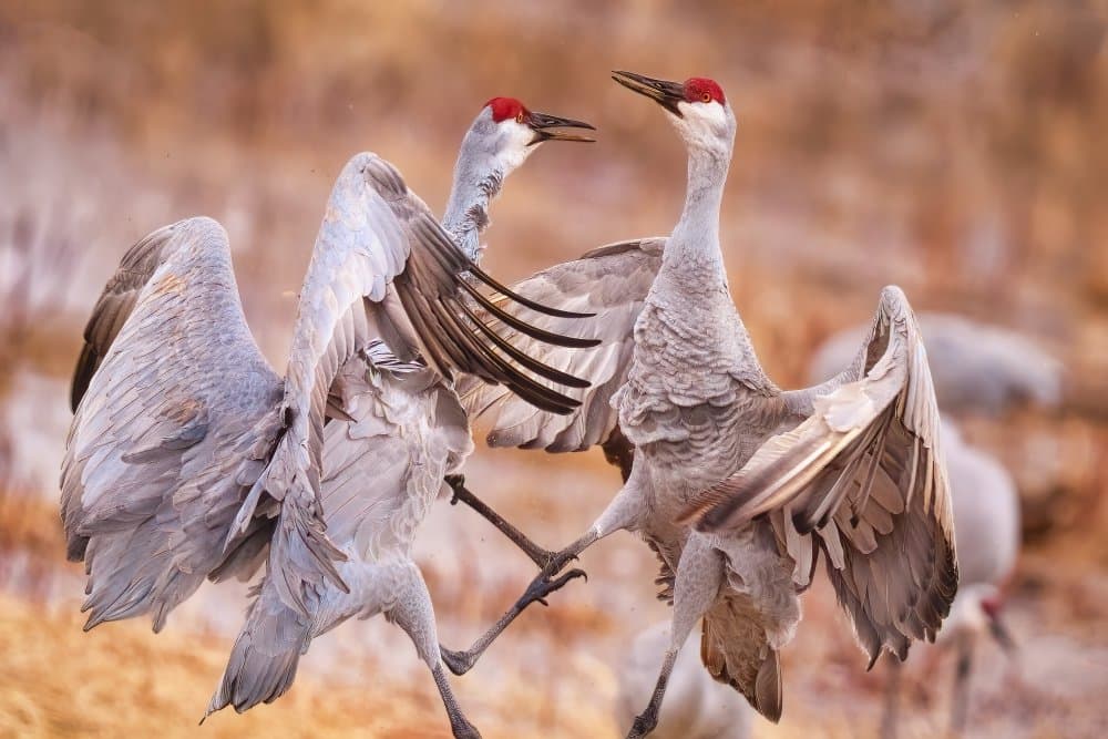 Sandhill Crane Dance by Michael Zheng — canvas wall art