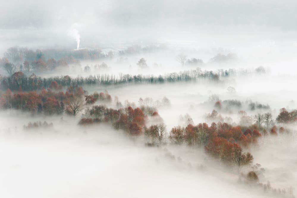 Misty Forest Landscape by Marco Galimberti — canvas wall art