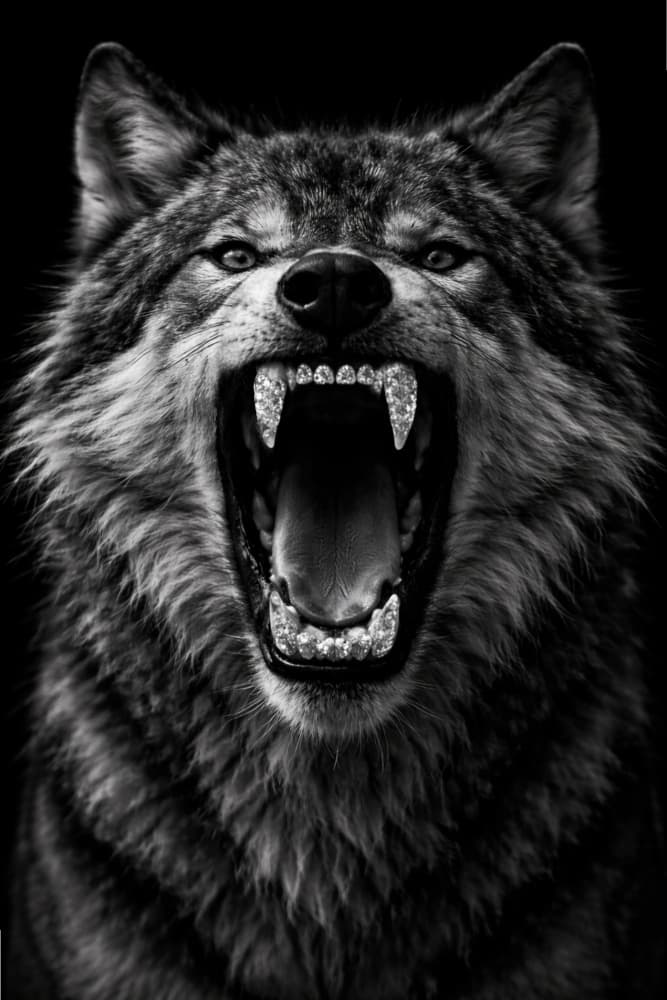 Wolf With Diamond Teeth by Josie George — canvas wall art