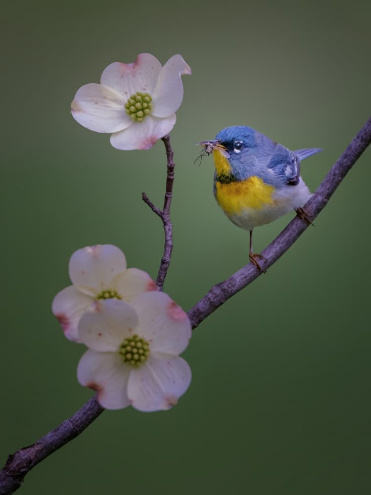 Spring Warbler Bloom by Jacob (Jian) Xu — canvas wall art