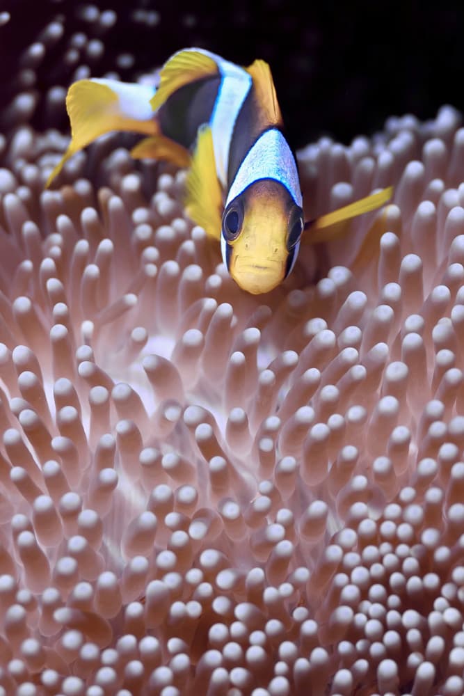 Clownfish In Anemone by Serge Melesan — canvas wall art