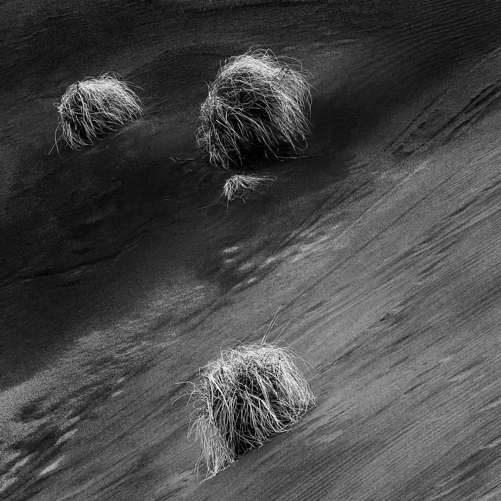 Sand Dune Grass by Johanes Januar — canvas wall art