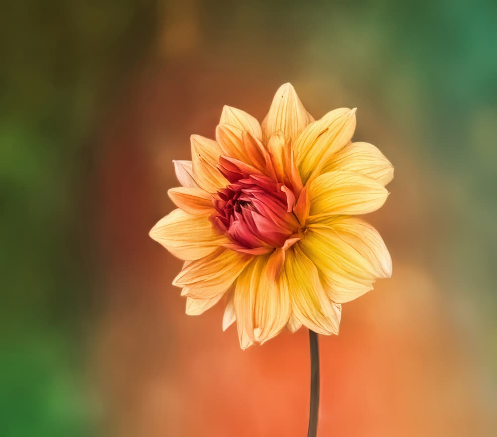 Warm Dahlia Bloom by Sunil Kulkarni — canvas wall art