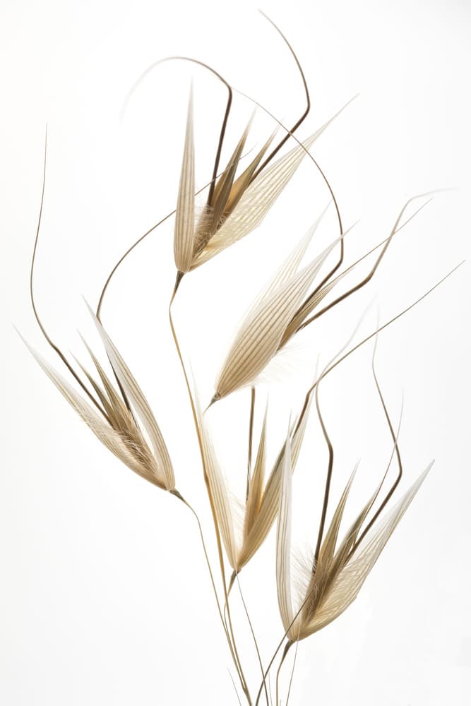 Whispers of Dried Grass by Thierry Lagandré (Transgressed Light) — canvas wall art