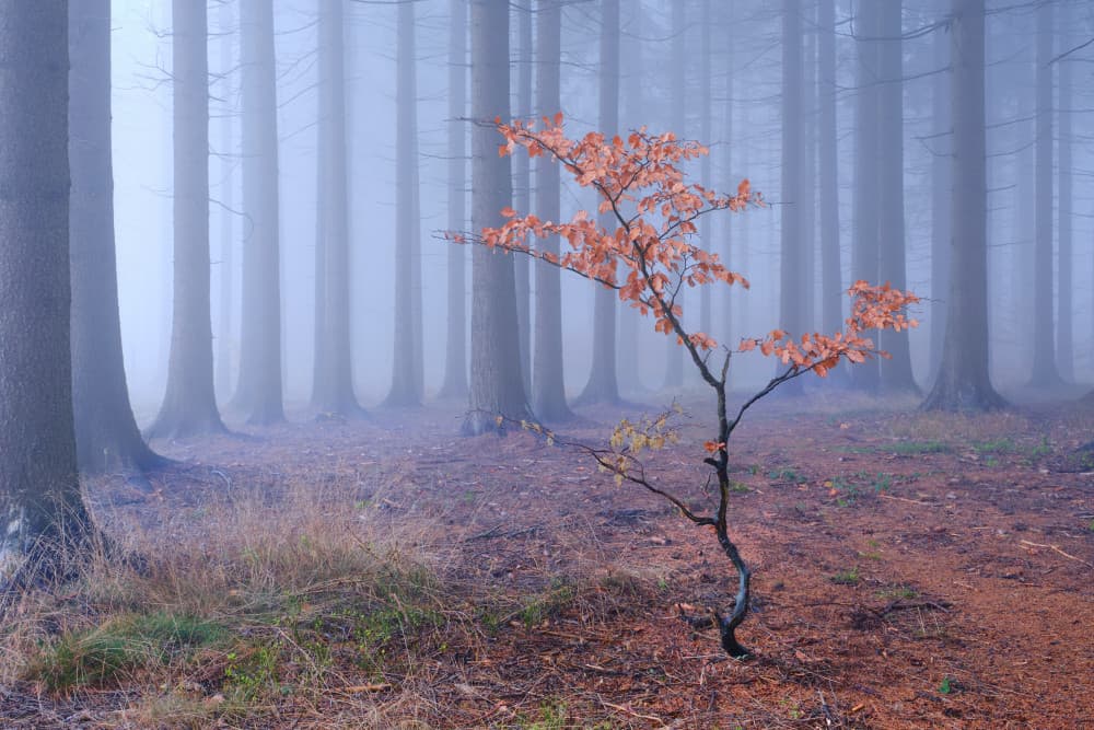 Misty Forest Sapling by Milan Riha — canvas wall art