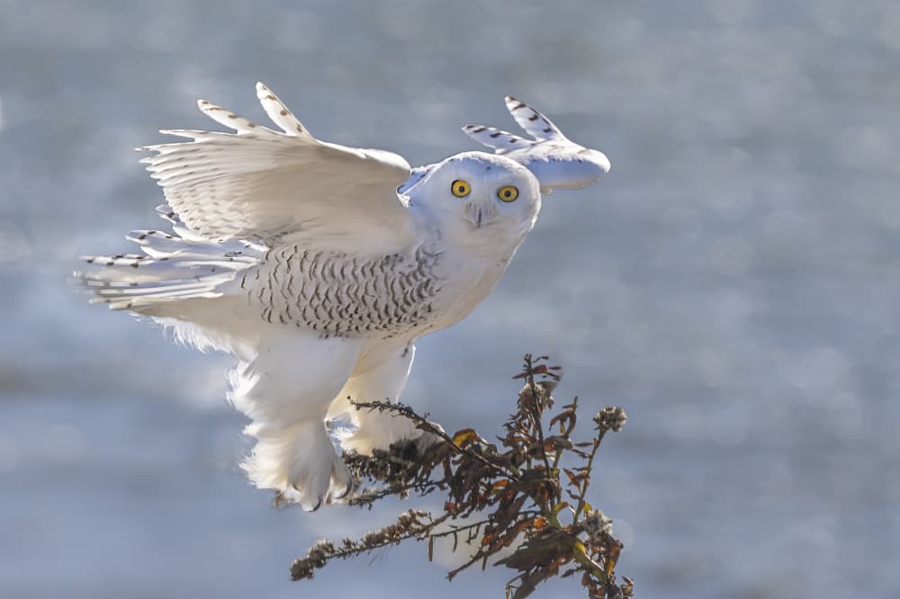 Majestic Snowy Owl by Yun Thwaits — canvas wall art