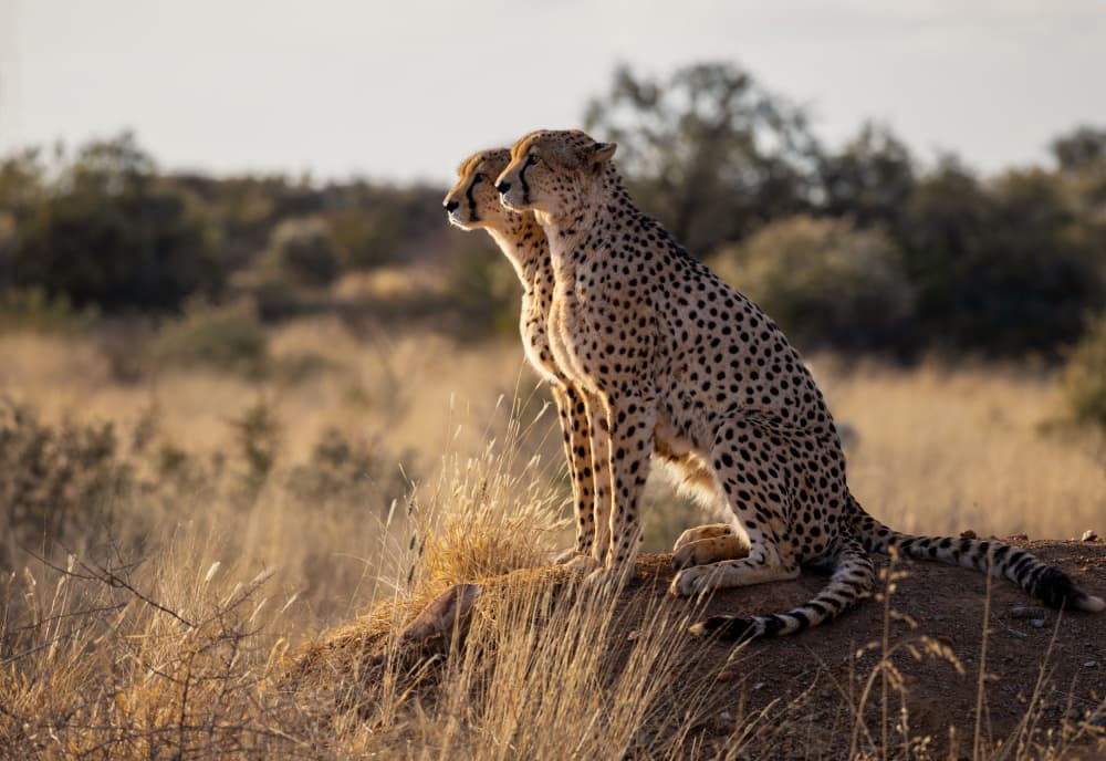 Watchful Cheetah Pair by Joanna W — canvas wall art