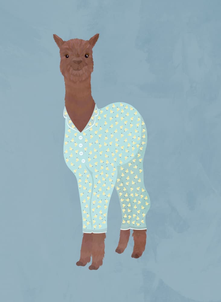 Cozy Alpaca Pajamas by Sarah Manovski — canvas wall art