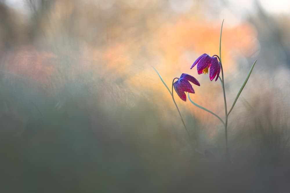 Serene Purple Fritillaries by Sebastien Blomme — canvas wall art