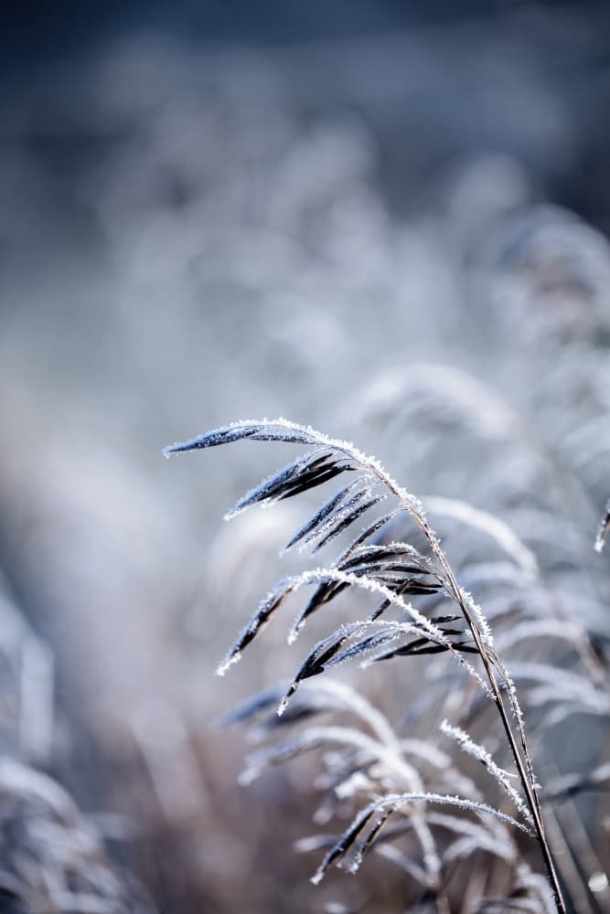 Frosty Morning 5 by Mareike Böhmer — canvas wall art