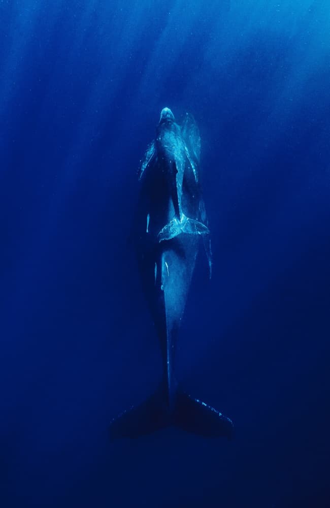 Deep Blue Whales by Serge Melesan — canvas wall art