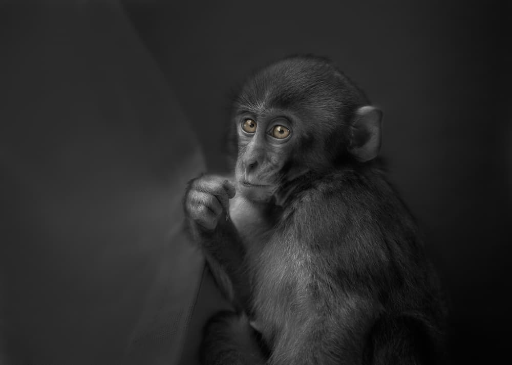 Monkey with Golden Eyes by Kaisyakuji Yushi — canvas wall art