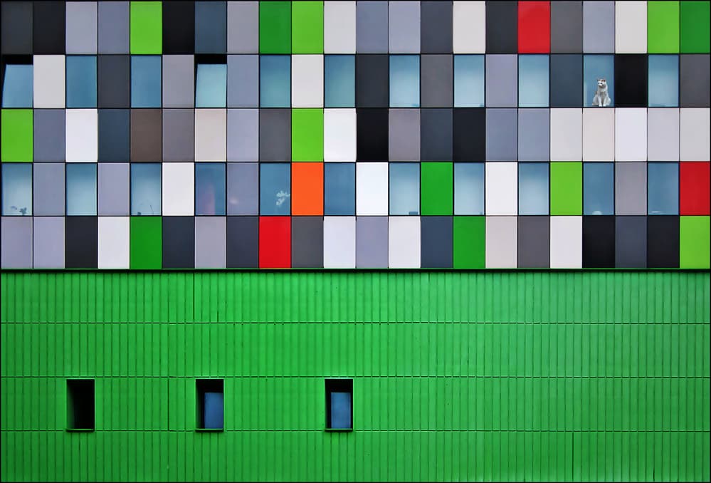 Curious Cat Colorful Facade by Henk van Maastricht — canvas wall art