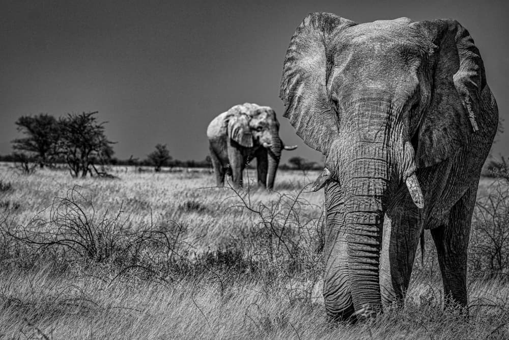 Two Wild Elephants by Thore Larsgard — canvas wall art