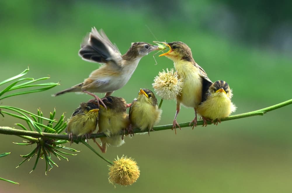 Nurturing Bird Family by Rawisyah Aditya — canvas wall art