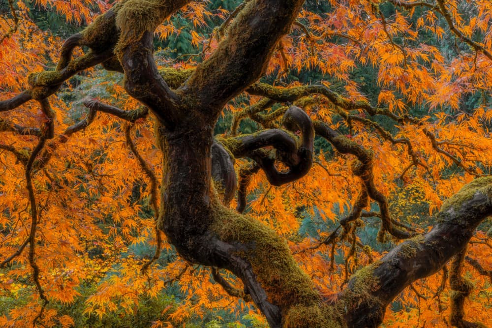 Vibrant Autumn Maple Tree by Junhao Wang — canvas wall art