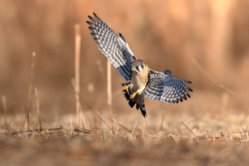 American Kestrel In Flight by Johnny Chen — canvas wall art