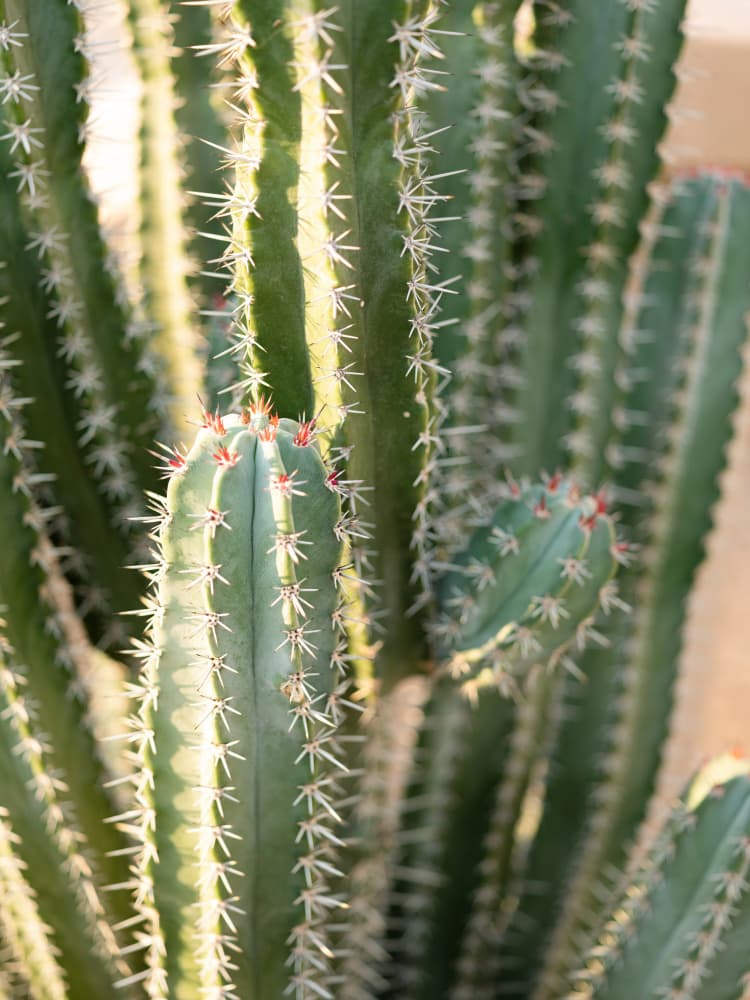 Gold & Green Cacti Marrakech by Raisa Zwart — canvas wall art