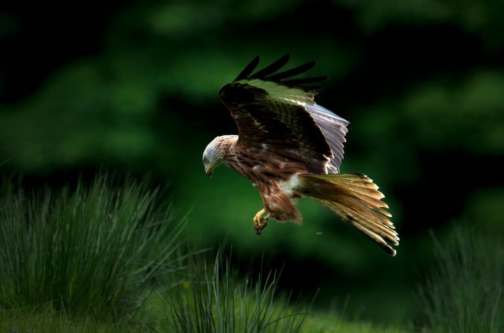 Red Kite Hunting by Erik Engström — canvas wall art