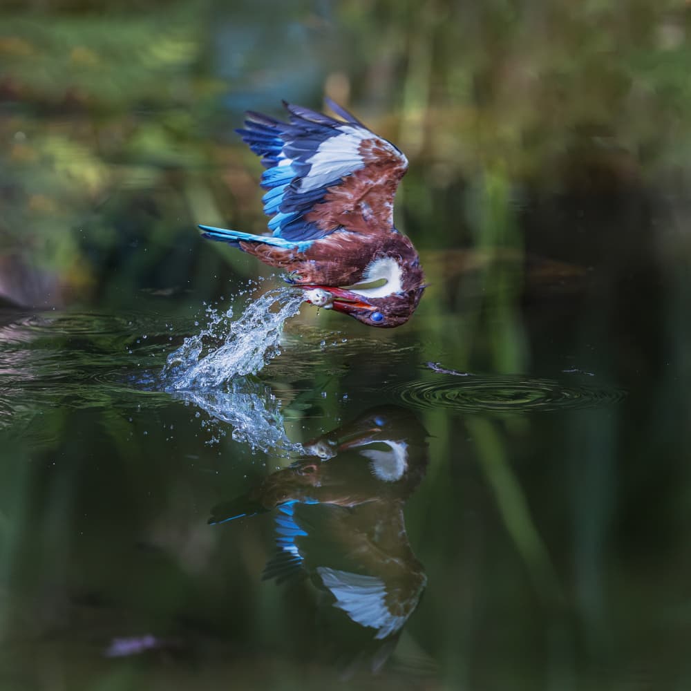 Dynamic Kingfisher Splash by Taksing (吉星高照) — canvas wall art