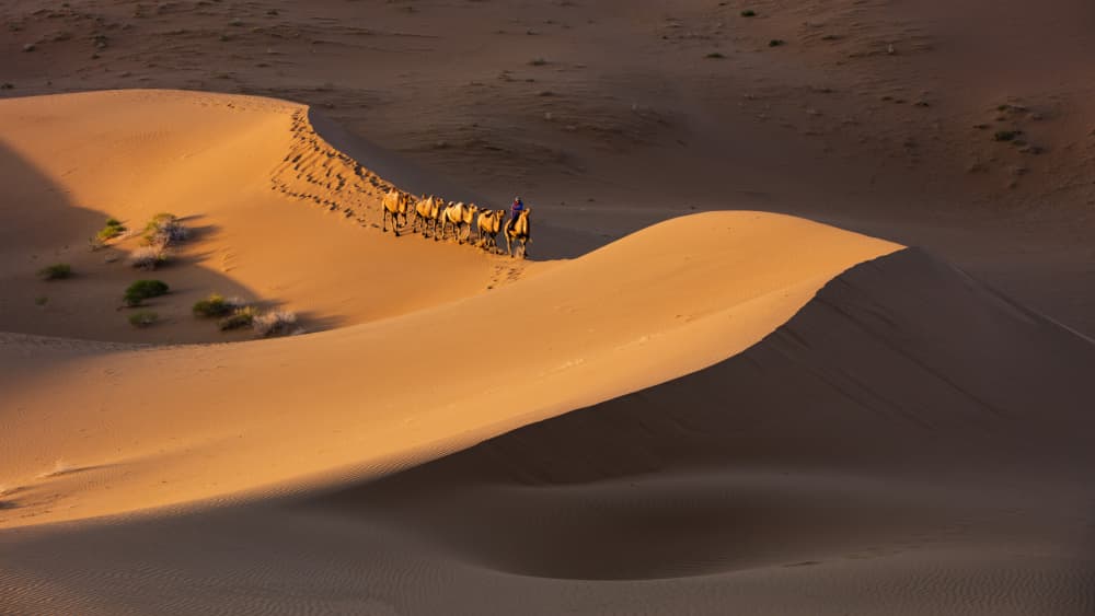 Golden Desert Journey by Shin Woo Ryu — canvas wall art