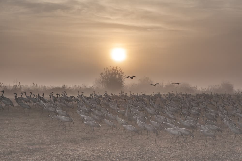 Misty Morning Cranes by Natalia Rublina — canvas wall art