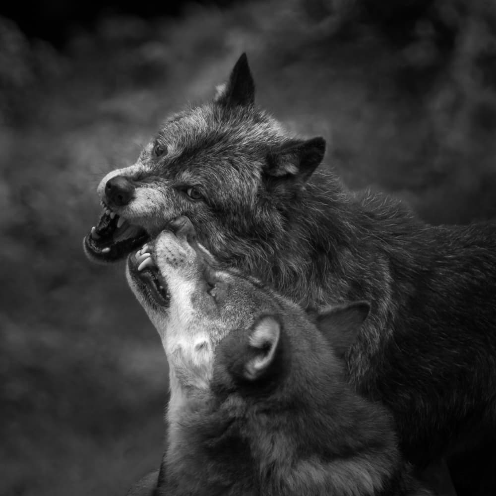 Snarling Black Wolves by Sebastian Graf — canvas wall art