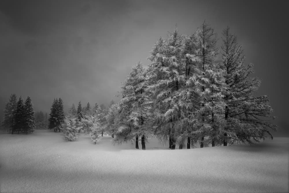 Frosted Winter Forest by VéroniqueS — canvas wall art