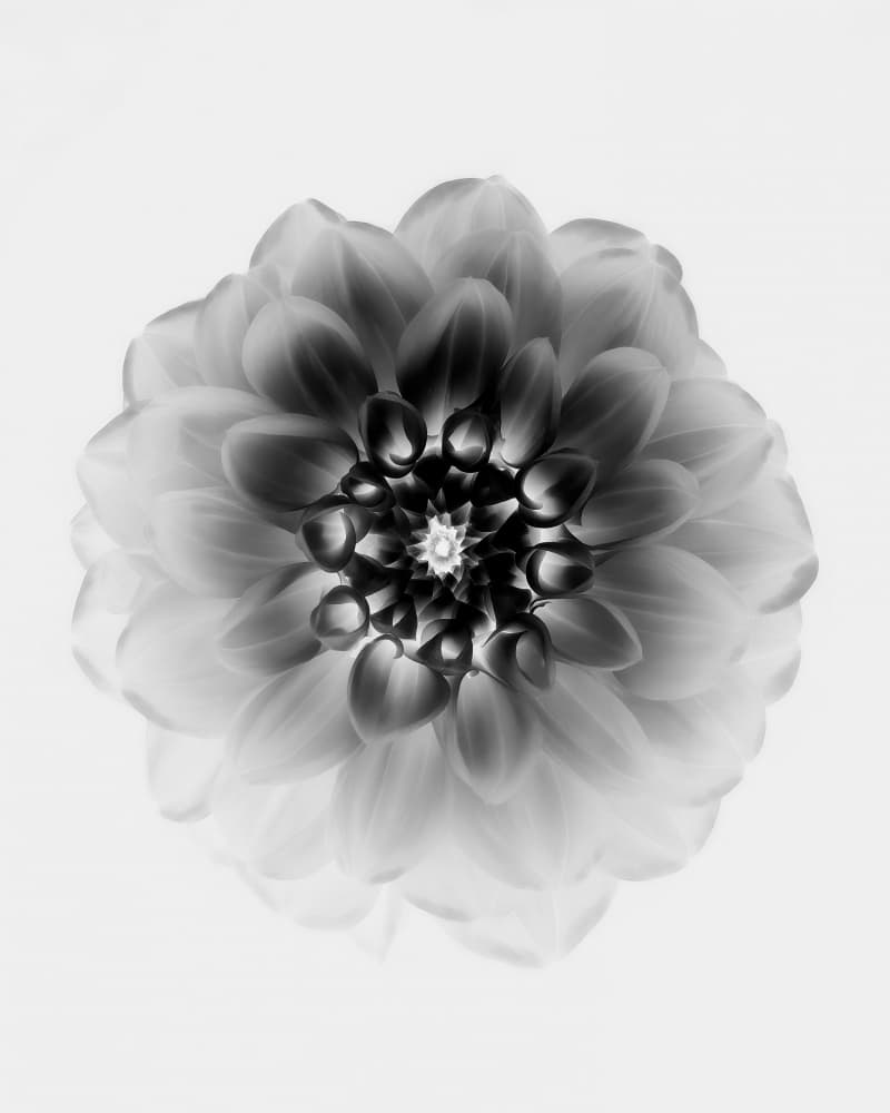 Dramatic Dahlia Bloom by Alex Zhao — canvas wall art