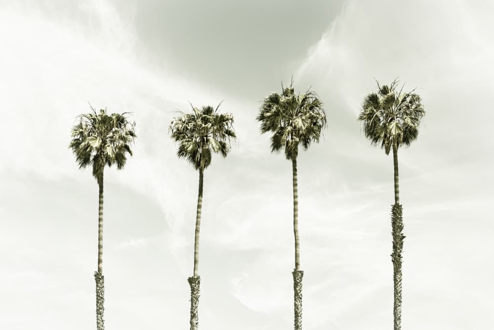 Four Tall Palms by Melanie Viola — canvas wall art