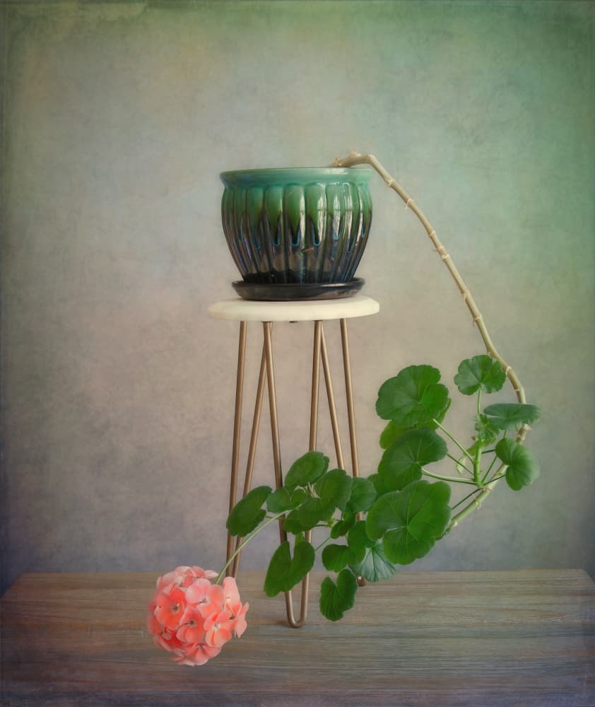 Trailing Geranium Bloom by Fangping Zhou — canvas wall art