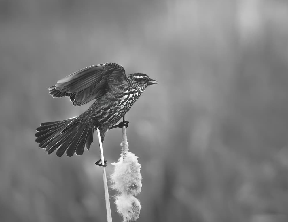 Marshland Bird Song by Alex Zhao — canvas wall art