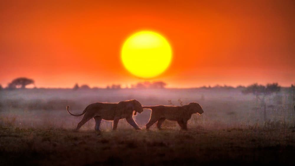 African Sunset Lions by Jennifer Lu — canvas wall art