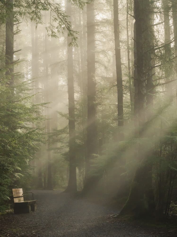 Misty Forest Sun Rays by Misaki Saito — canvas wall art