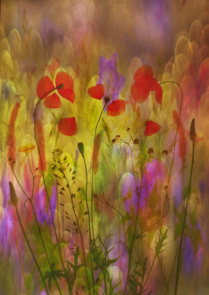 Dreamy Poppy Meadow by Hilda van der Lee — canvas wall art