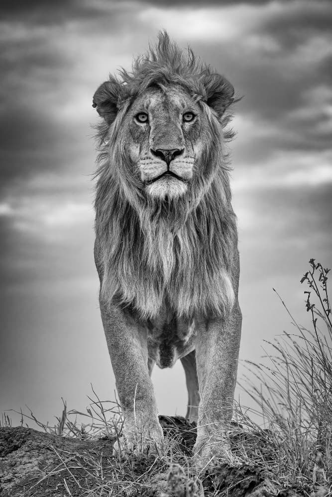 King of the Savanna by Ali Khataw — canvas wall art
