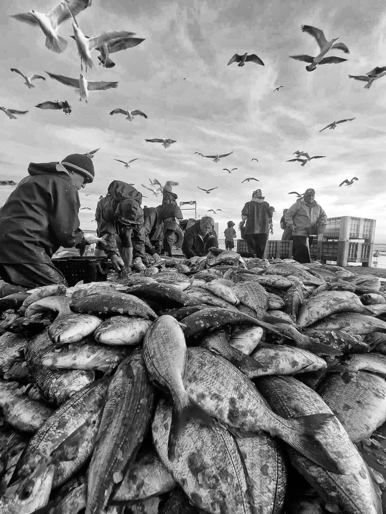Daily Fish Catch by Josefina Melo — canvas wall art