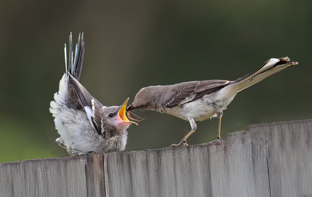 Baby Bird Feeding by Mike He — canvas wall art